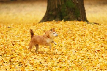 端午节的雨滴与意外的选择